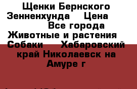 Щенки Бернского Зенненхунда  › Цена ­ 40 000 - Все города Животные и растения » Собаки   . Хабаровский край,Николаевск-на-Амуре г.